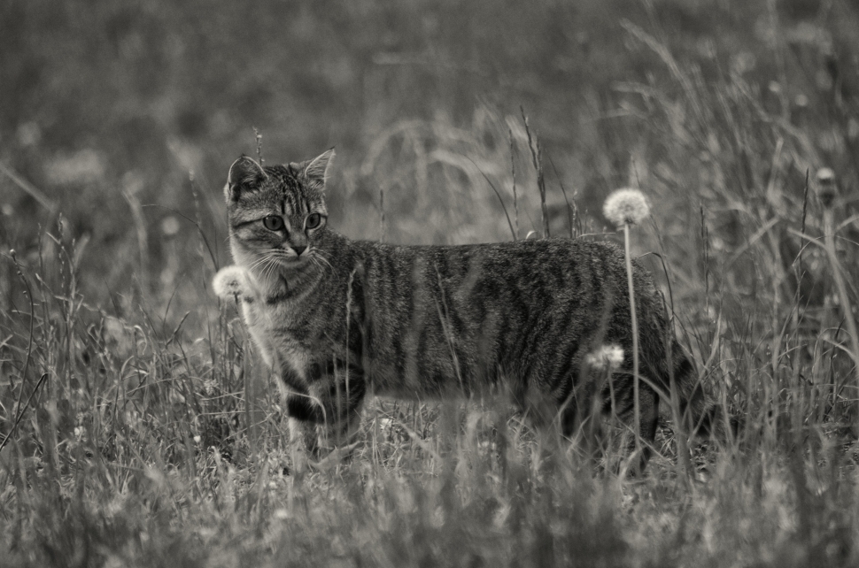 grayscale image of a cat standing on a grass field preview